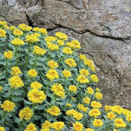 25 Roseroot Stonecrop Seeds - Seed World