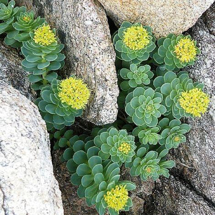 25 Roseroot Stonecrop Seeds - Seed World