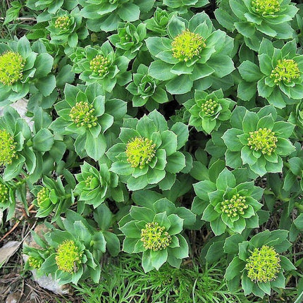 25 Roseroot Stonecrop Seeds - Seed World