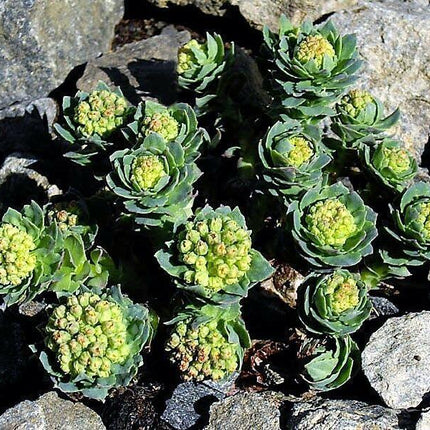 25 Roseroot Stonecrop Seeds - Seed World