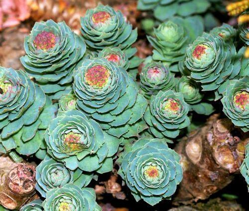 25 Roseroot Stonecrop Seeds - Seed World