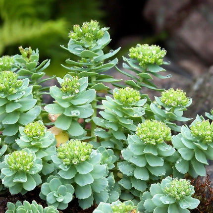 25 Roseroot Stonecrop Seeds - Seed World