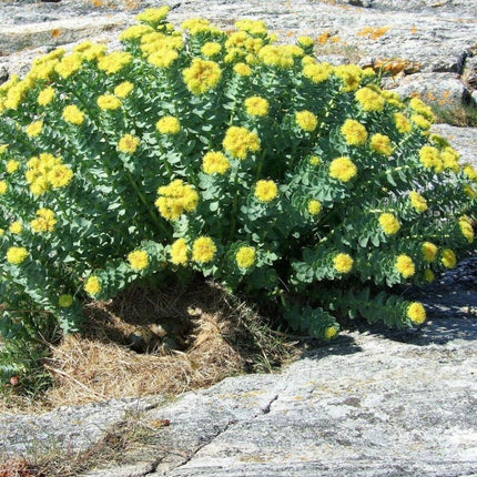 25 Roseroot Stonecrop Seeds - Seed World