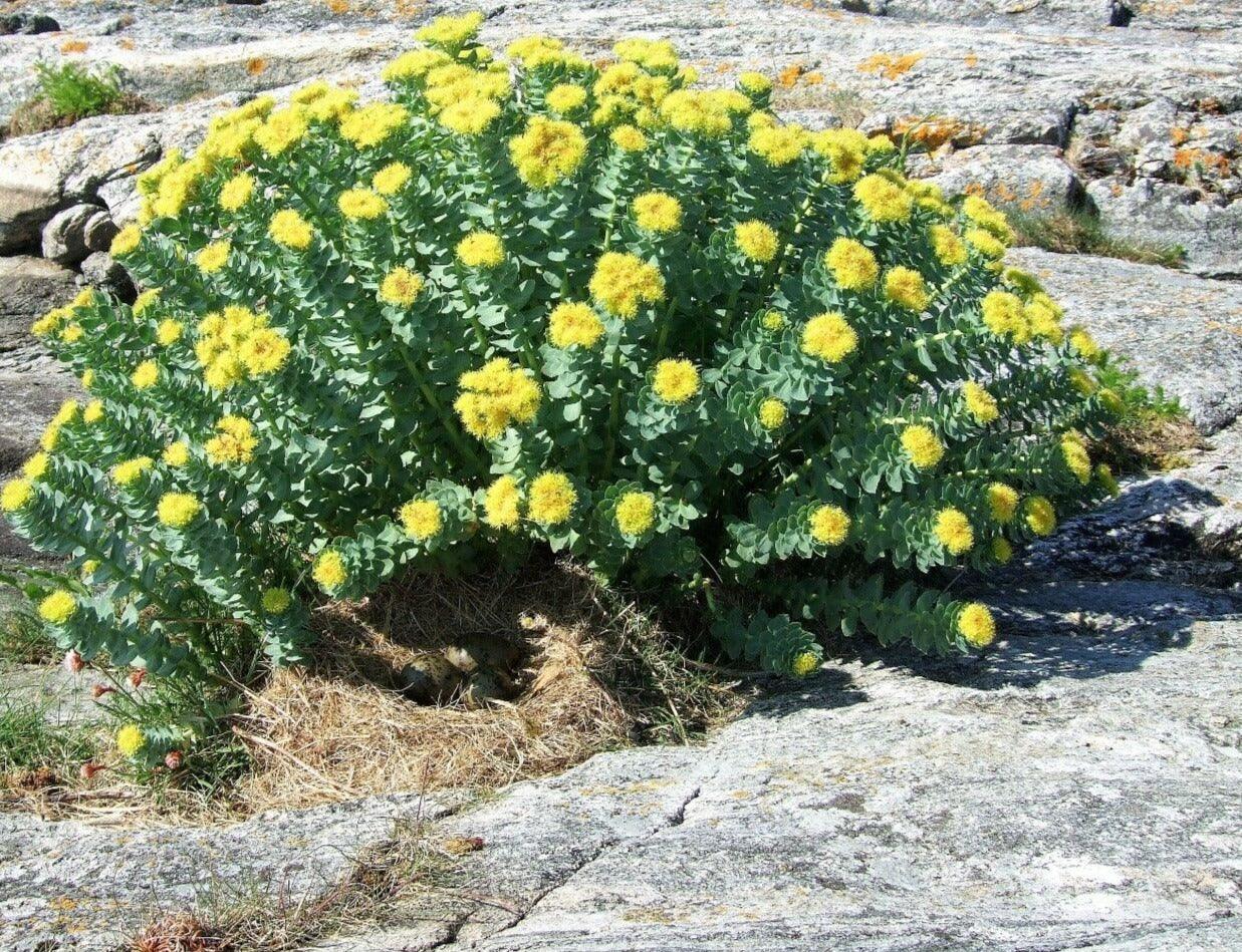 25 Roseroot Stonecrop Seeds - Seed World