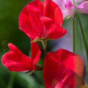 25 Royal Crimson Sweet Pea Flower Seeds - Seed World