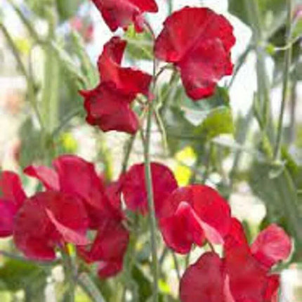25 Royal Crimson Sweet Pea Flower Seeds - Seed World