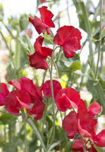 25 Royal Crimson Sweet Pea Flower Seeds - Seed World