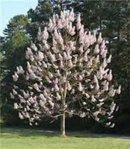 25 Royal Paulownia - Empress Tree Seeds - Seed World