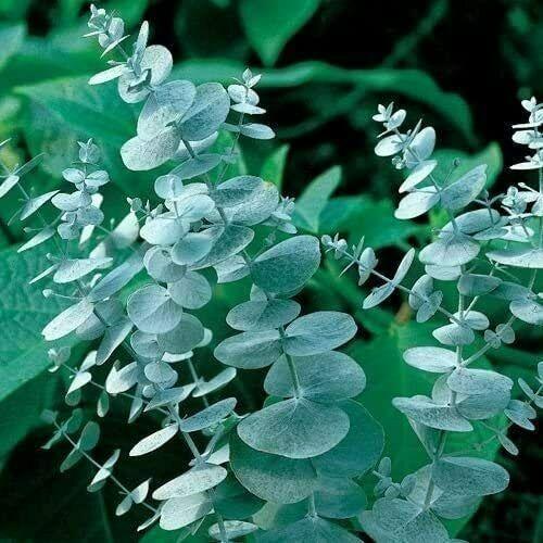 25 Silver Drop Eucalyptus Seeds - Seed World