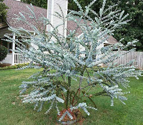 25 Silver Drop Eucalyptus Seeds - Seed World