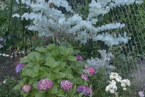 25 Silver Drop Eucalyptus Seeds - Seed World