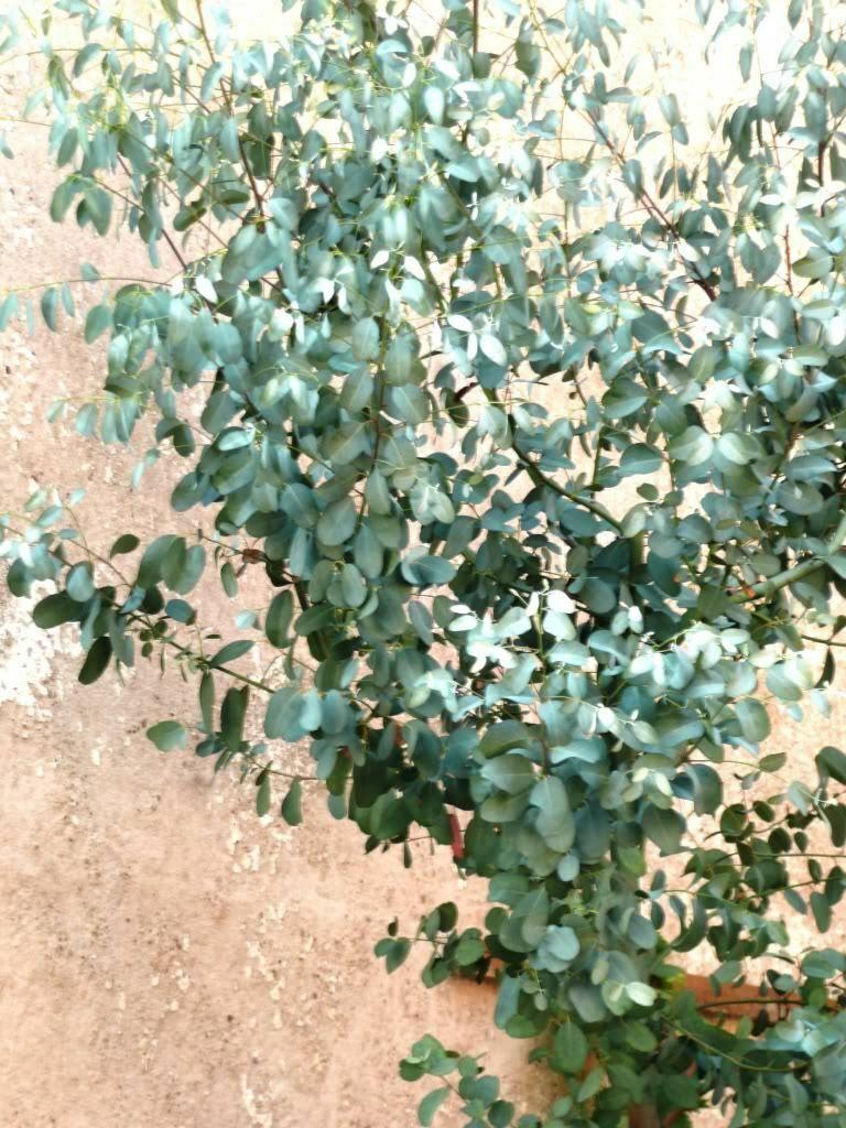 25 Silver Drop Eucalyptus Seeds - Seed World