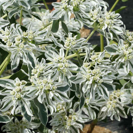 25 Snow on the Mountain Seeds - Seed World