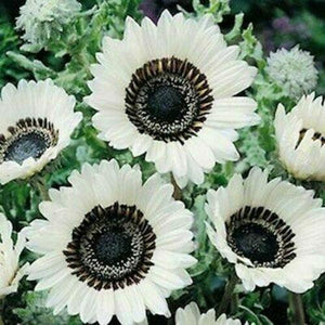 25 Snow White Sunflower Seeds - Seed World