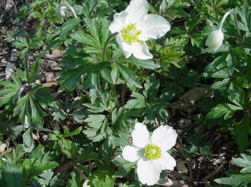 25 Snowdrop Windflower Seeds - Seed World