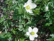 25 Snowdrop Windflower Seeds - Seed World