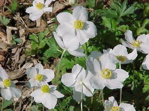 25 Snowdrop Windflower Seeds - Seed World