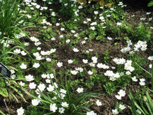 25 Snowdrop Windflower Seeds - Seed World