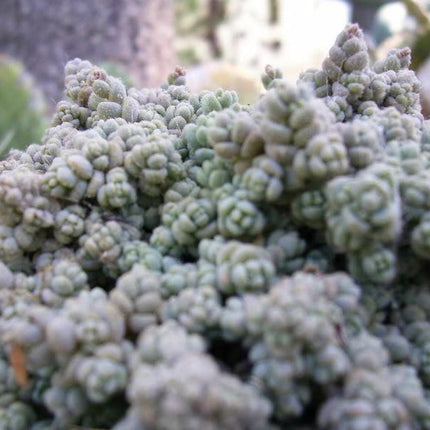 25 Spanish Stonecrop Seeds - Seed World