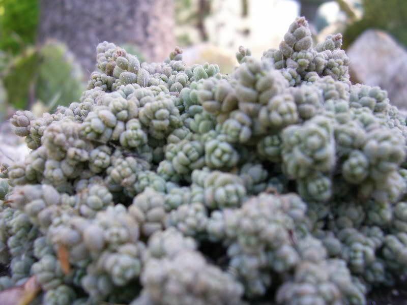 25 Spanish Stonecrop Seeds - Seed World