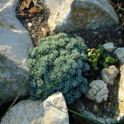 25 Spanish Stonecrop Seeds - Seed World