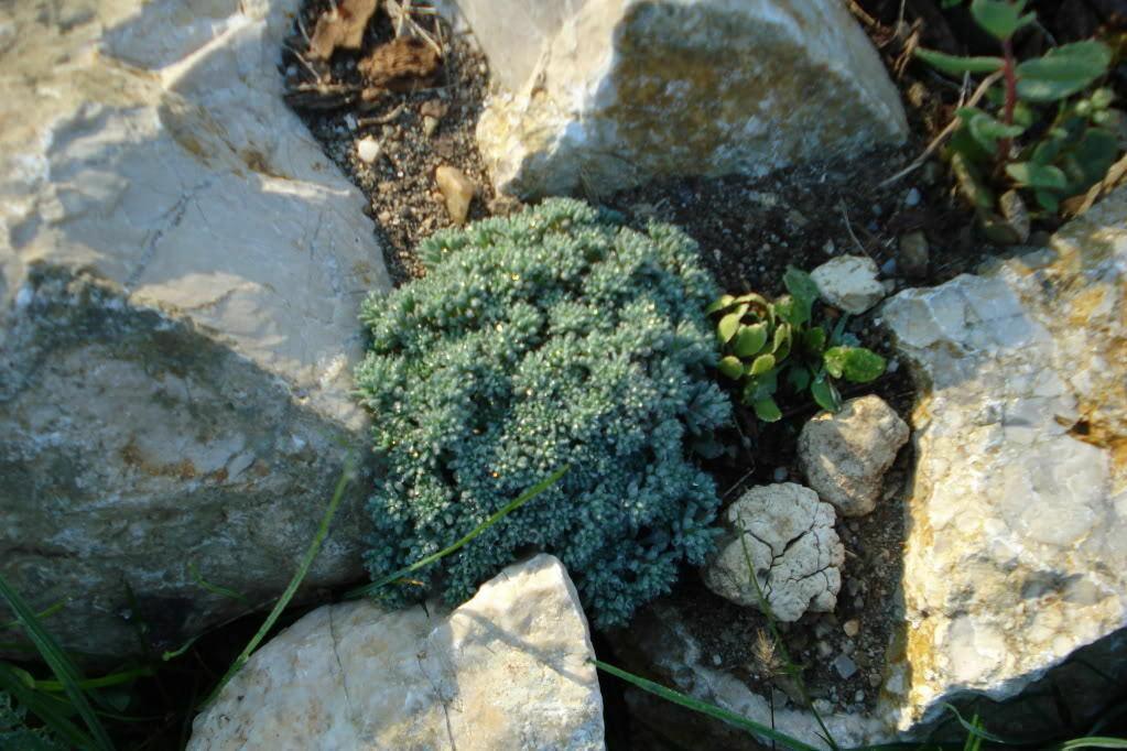 25 Spanish Stonecrop Seeds - Seed World