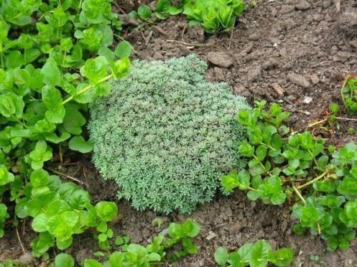 25 Spanish Stonecrop Seeds - Seed World