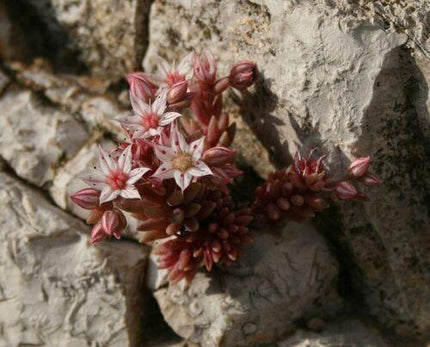 25 Spanish Stonecrop Seeds - Seed World