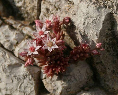 25 Spanish Stonecrop Seeds - Seed World