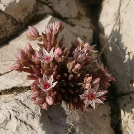 25 Spanish Stonecrop Seeds - Seed World