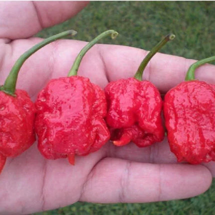25 Super Hot Carolina Reaper Seeds - Seed World