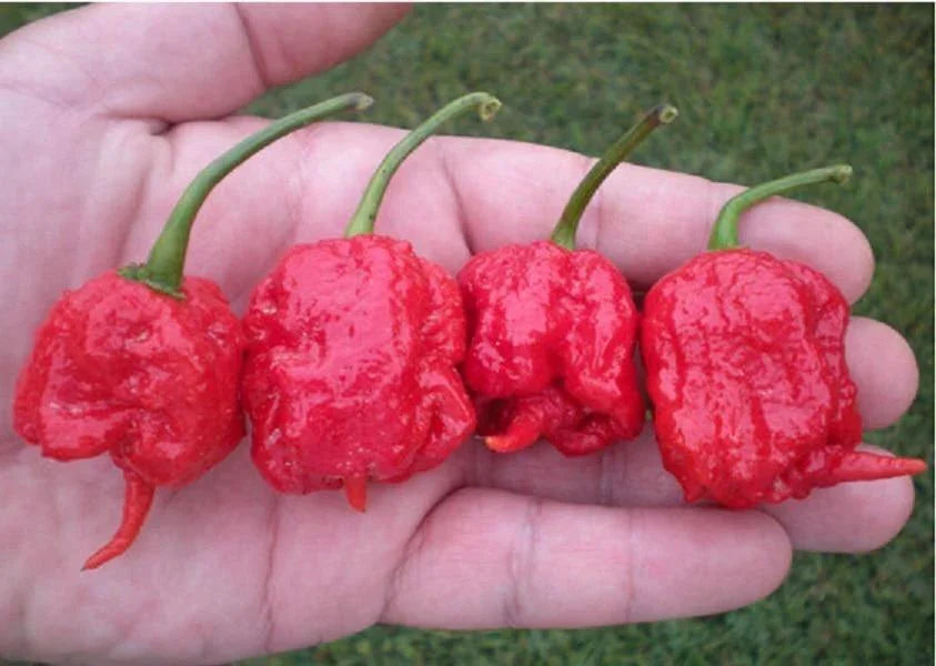 25 Super Hot Carolina Reaper Seeds - Seed World
