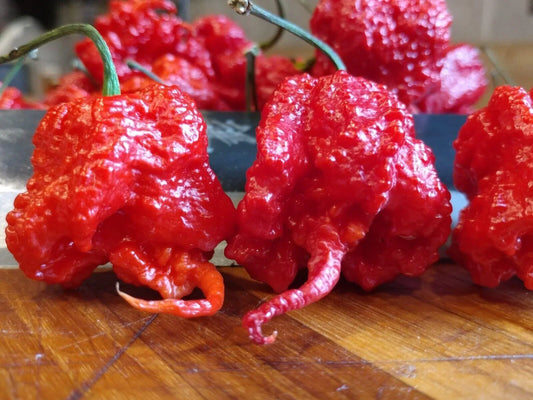 25 Super Hot Carolina Reaper Seeds - Seed World
