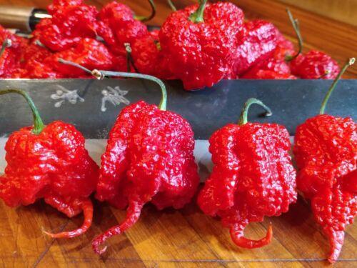 25 Super Hot Carolina Reaper Seeds - Seed World