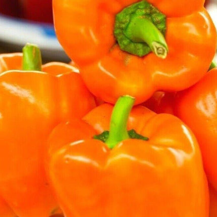 25 Sweet Bell Peppers Seeds | Garden Fresh Healthy Planting - Seed World