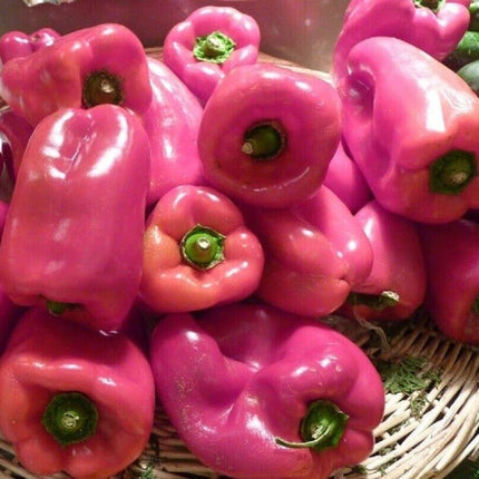 25 Sweet Bell Peppers Seeds | Garden Fresh Healthy Planting - Seed World