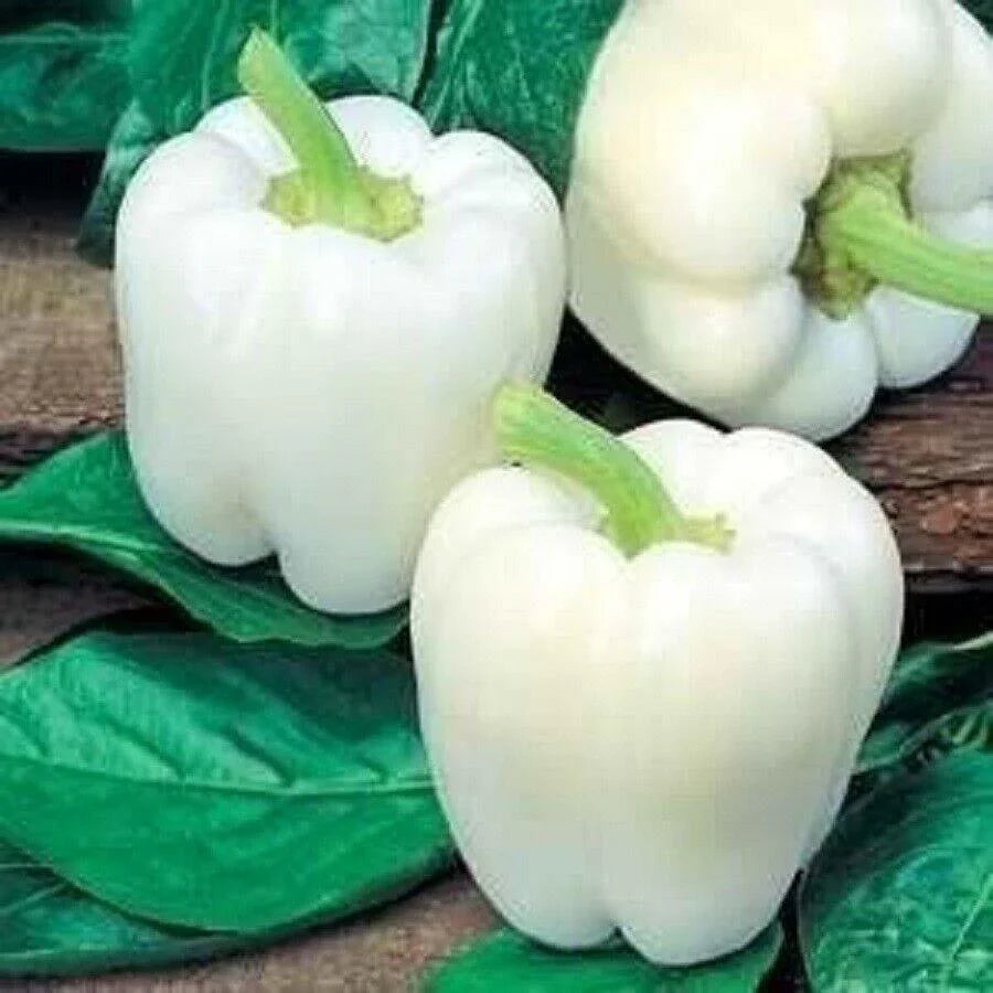 25 Sweet Bell Peppers Seeds | Garden Fresh Healthy Planting - Seed World