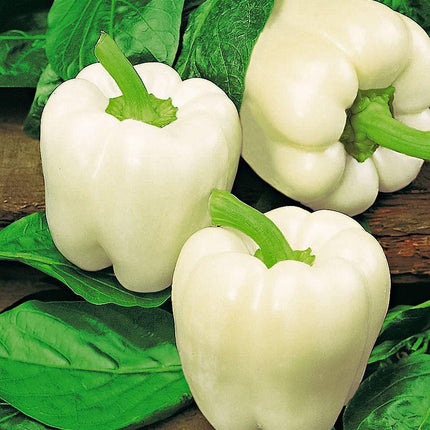 25 Sweet Bell Peppers Seeds | Garden Fresh Healthy Planting - Seed World
