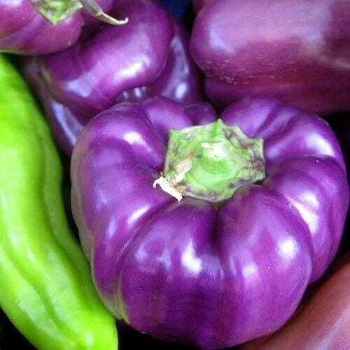 25 Sweet Bell Peppers Seeds | Garden Fresh Healthy Planting - Seed World