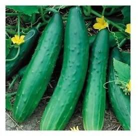 25 Sweet Burpless Cucumber Seeds | NON-GMO - Seed World
