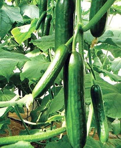 25 Sweet Burpless Cucumber Seeds | NON-GMO - Seed World