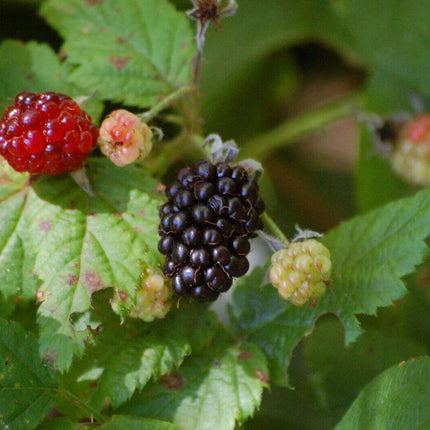 25 Trailing Blackberry Seeds - Seed World