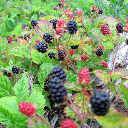 25 Trailing Blackberry Seeds - Seed World