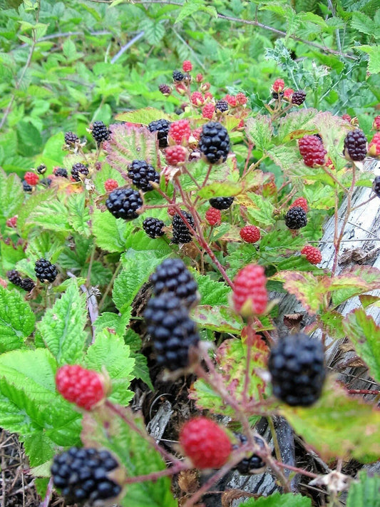 25 Trailing Blackberry Seeds - Seed World