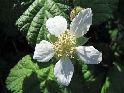 25 Trailing Blackberry Seeds - Seed World