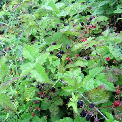 25 Trailing Blackberry Seeds - Seed World
