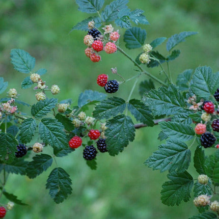 25 Trailing Blackberry Seeds - Seed World
