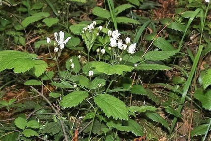 25 Trailing Blackberry Seeds - Seed World