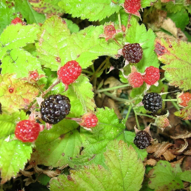 25 Trailing Blackberry Seeds - Seed World