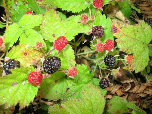 25 Trailing Blackberry Seeds - Seed World